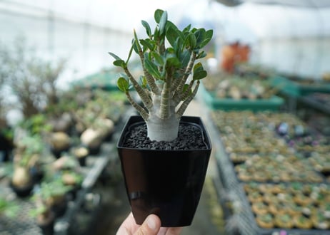 アデニウム　Adenium　No.1