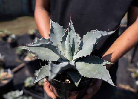 Agave temacapulinensis