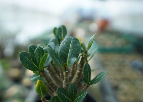アデニウム　Adenium　No.1