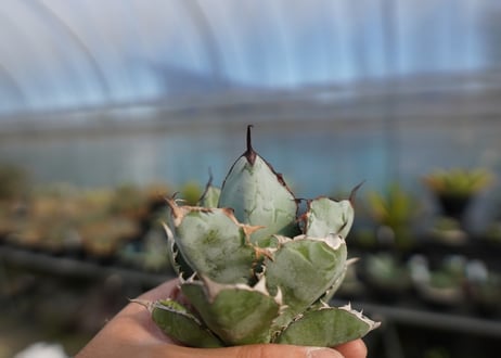 agave titanota ブラック＆ブルー　No.6