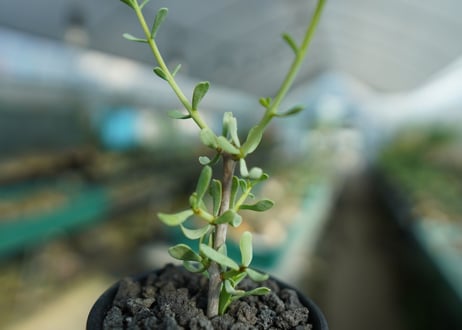 ケラリア フルチコーサ　Ceraria fruticosa
