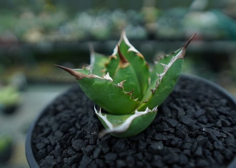 アガベ　チタノタ 　Agave titanota　No.8