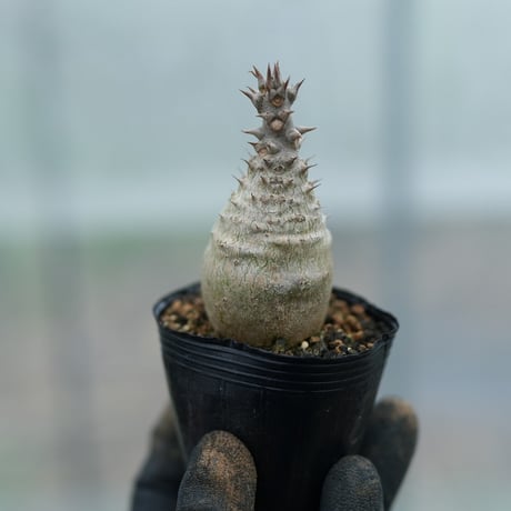 ウィンゾリー | STORES