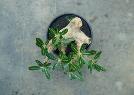 パキポディウム　デンシフローラム Pachypodium densiflorum  No.1
