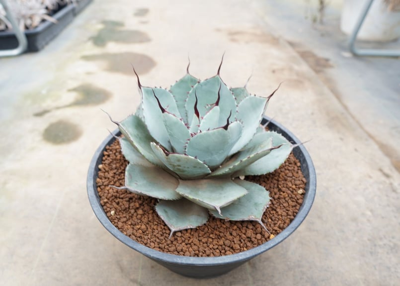 Agave parryi var. truncata | mana's farm:塊根植物・ア