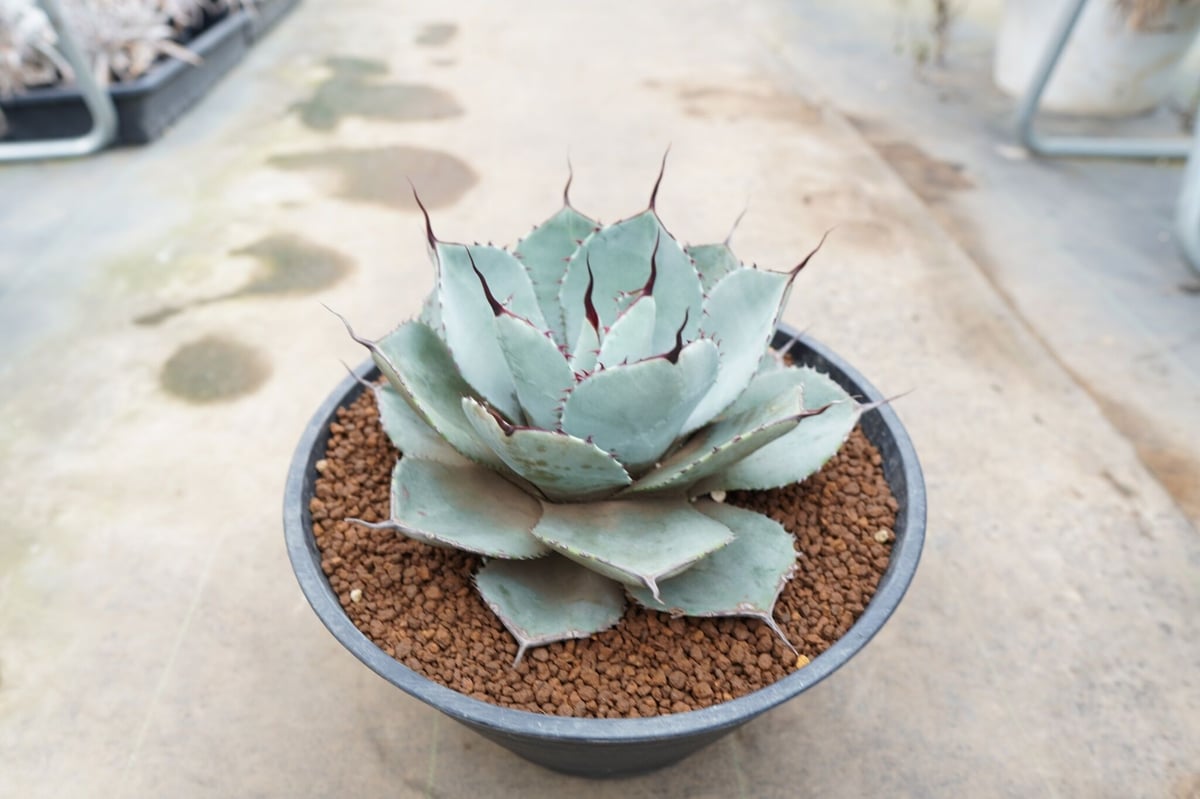 Agave parryi var. truncata （フレキシスピナ）213 【公式通販】