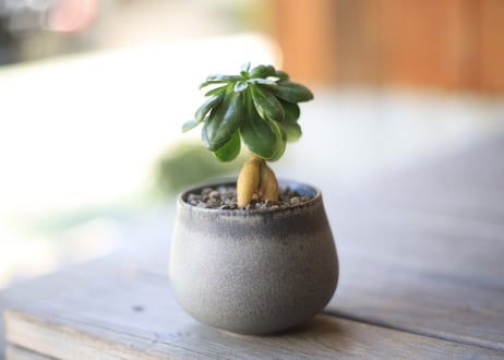 オトンナ　ツベローサ　Othonna tuberosa