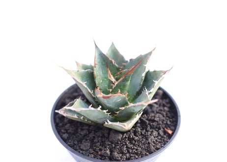 Agave titanota FO-76  compacta  no.３