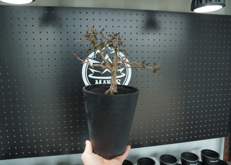 オペルクリカリア パキプス 沖縄管理株 | mana's farm:塊根植物