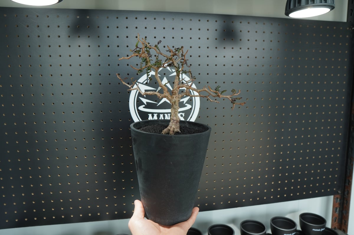 オペルクリカリア パキプス 沖縄管理株 | mana's farm:塊根植物