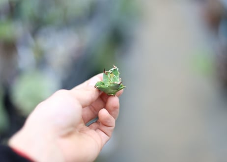 アガベ　チタノタ　オテロイ　カキコ株