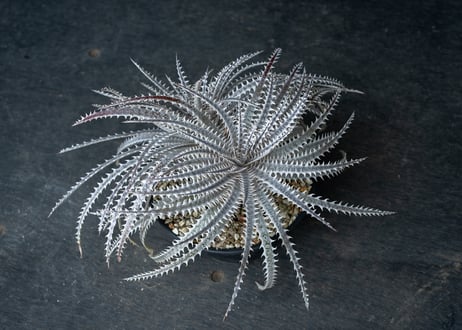 ディッキア　Crystal Boy
