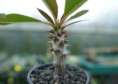 パキポディウム　バロニー　Pachypodium baronii