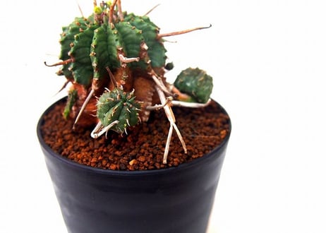 ユーフォルビア バリダ 仔吹き　Euphorbia valida