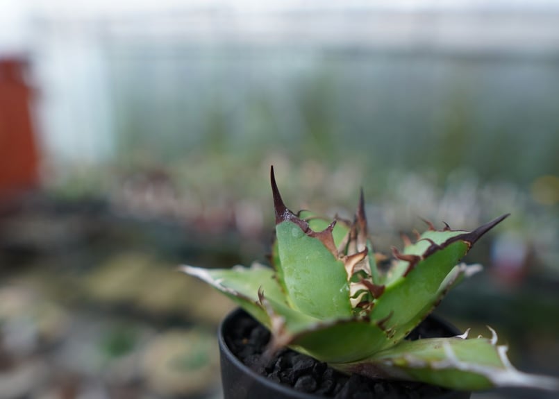 アガベ チタノタ ハデス Agave titanota Hades No.1 | mana's