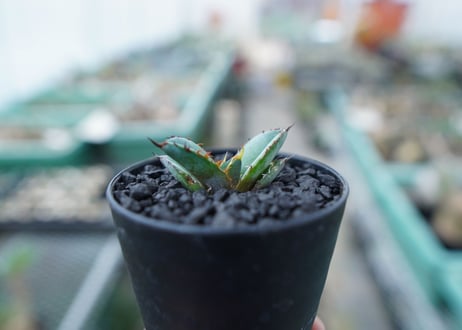 アガベ　チタノタ　 ブラックアンドブルー 　Agave titanota black and blue　No.16
