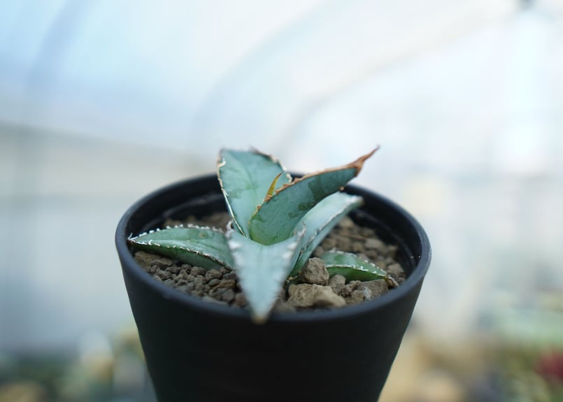 アガベ　オテロイ 植物図鑑】アガベ・オテロイ（Agave oteroi）とは？青灰色の葉が魅力的