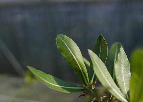 パキポディウム ホロンベンセ　Pachypodium　 horombense