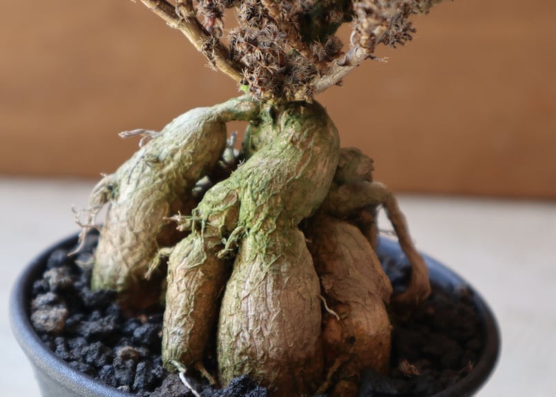 姫蘇鉄　盆栽　古木　ロング　希少 姫紅小松 | mana's farm:塊根植物・アガベ・ドライガーデン植物販売