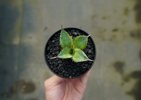 アガベ　チタノタ　黄覆輪　Agave titanota variegata