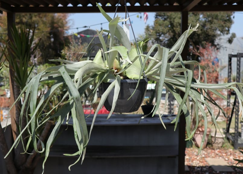 ビカクシダ ヴィーチー《5》 | mana's farm:塊根植物・アガベ・ドライ