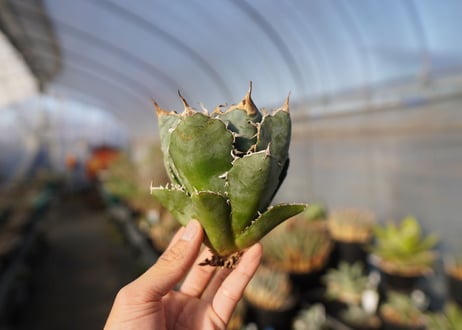 agave titanota 白鯨　 NO.2