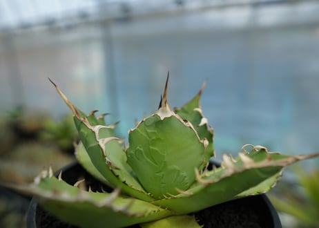アガベ　チタノタ　FO-76　agave titanota  FO-76