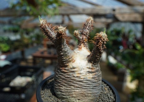 【未発根】パキポディウム　グラキリス　 Pachypodium Gracilius  No.1