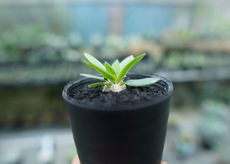 パキポディウム　恵比寿笑い　Pachypodium brevicaule　No.7