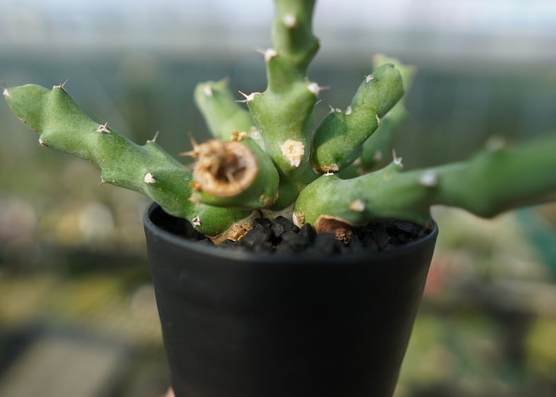 ユーフォルビア クリビコラ Euphorbia clivicola | mana's farm