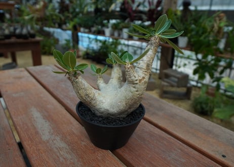 パキポディウム　エブレネウム　Pachypodium eburneum  No.2