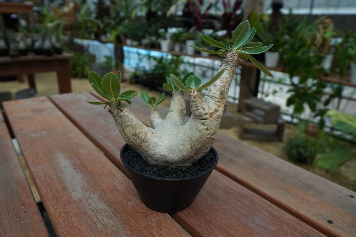パキポディウム エブレネウム Pachypodium eburneum No.2 | man