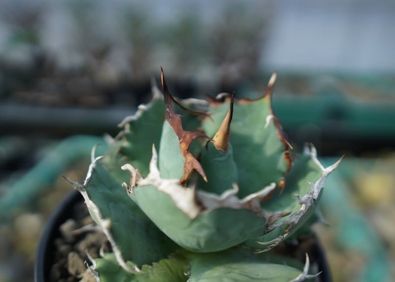 アガベ チタノタ R agave titanota R A8 | mana's farm:塊根