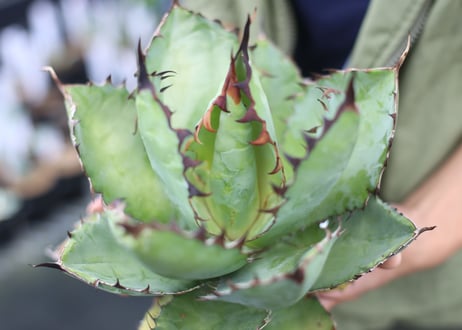 Agave B&B