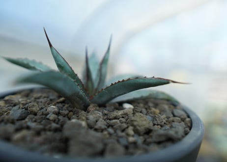 アガベ　リトルシャーク　Agave Little Shark