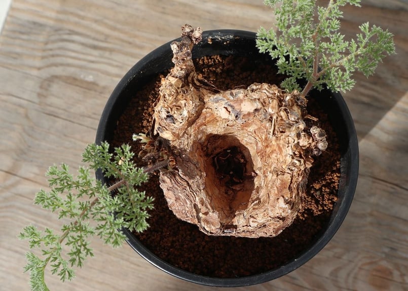 ぺラルゴ二ウム トリステ | mana's farm:塊根植物・アガベ