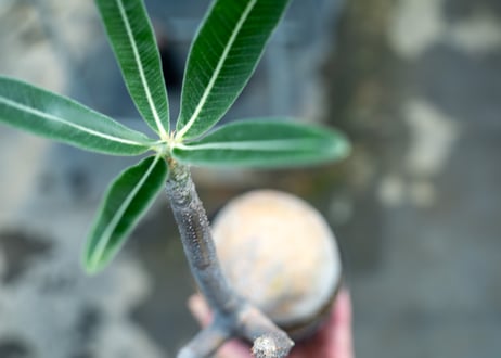 パキポディウム　グラキリス　No.28