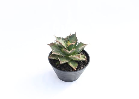 Agave titanota FO-76  compacta  no.７