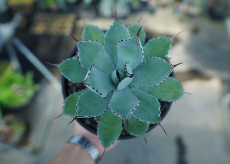 アガベ　吉祥冠　Agave potatorum No.1
