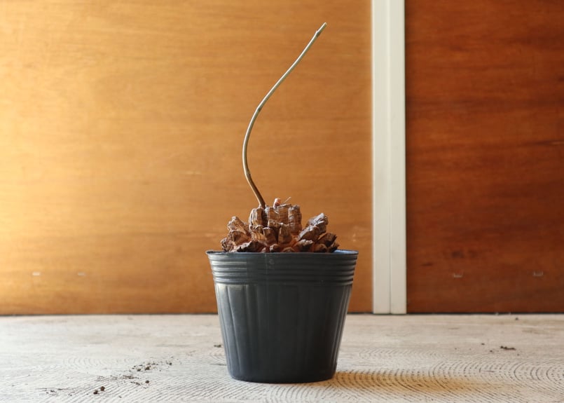 亀甲竜 | mana's farm:塊根植物・アガベ・ドライガーデン植物販売|マナ