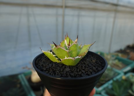 アガベ　チタノタ　Agave titanota　No.4