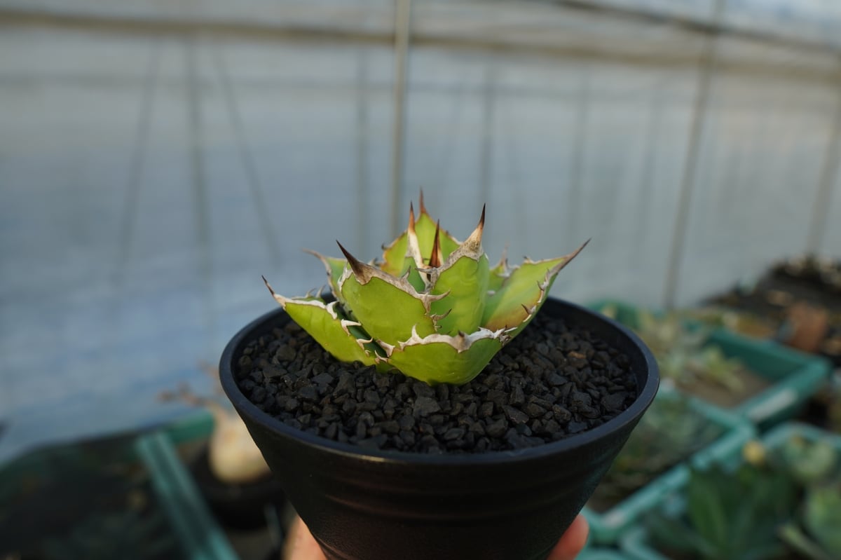 アガベ チタノタ Agave titanota No.4 | mana's farm:塊根植物