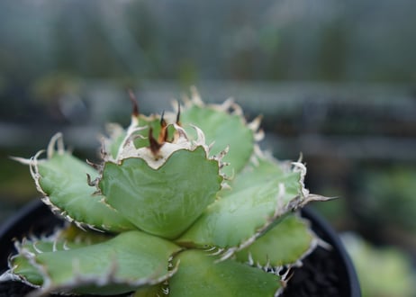 アガベ　チタノタ　フィリグリー　agave titanota filigree