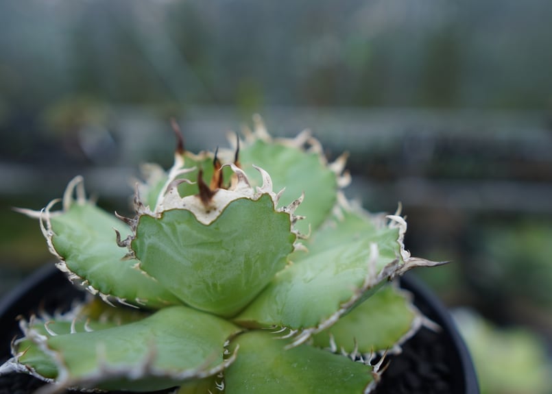 アガベ チタノタ フィリグリー agave titanota filigree | mana'
