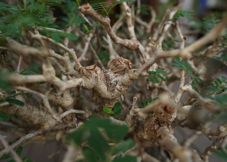 センナ　メリディオナリス　Senna meridionalis　No.3