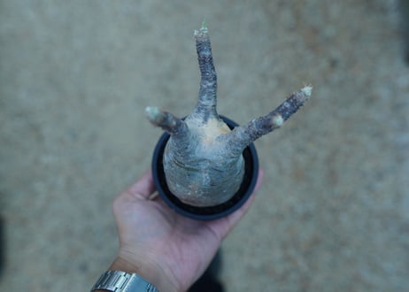 【未発根】パキポディウム　グラキリス　 Pachypodium Gracilius  No.19
