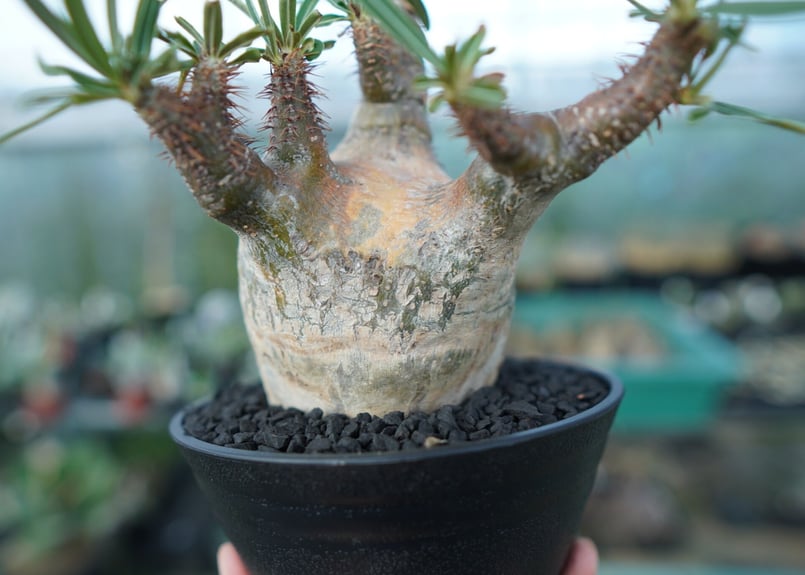 グラキリス　⑤ パキポディウム グラキリス Pachypodium Gracilius No.5 | ma
