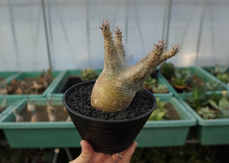 パキポディウム マカイエンセ　Pachypodium makayense　No.3
