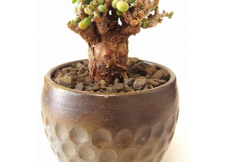 Ceraria pygmaea ケラリア・ピグマエア