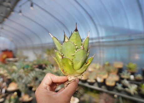×agave titanota 剣竜　No.6